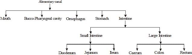 Nutrition in Human Beings - Class 10